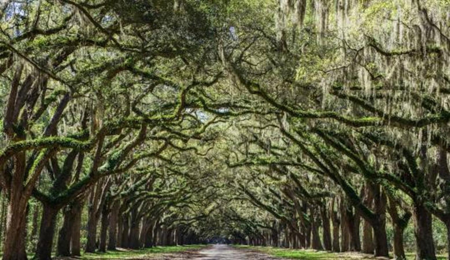 5Min To River Street, Dt - Spacious - Free Parking Savannah Buitenkant foto